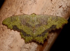 Paramaxates posterecta
