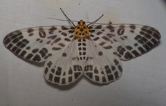 Pogonopygia nigralbata