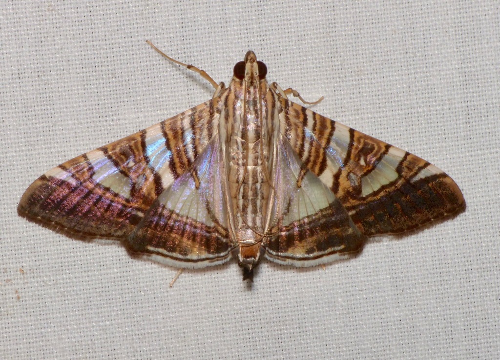 Glyphodes stolalis