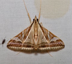 Agrioglypta excelsalis