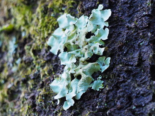 Parmotrema tinctorum