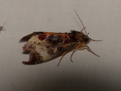 Sarbanissa transiens