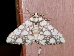 Alcis maculata