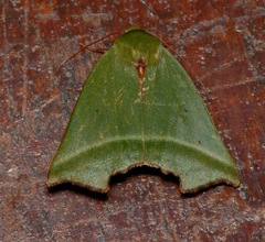 Clethrophora angulipennis