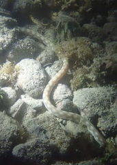 Myrichthys breviceps