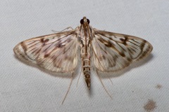 Rhimphalea