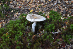 Amanita australis