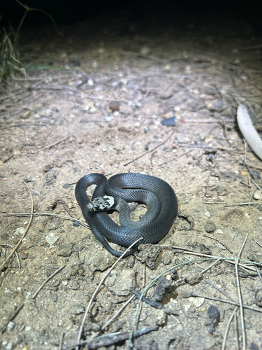 Pale-headed Snake sighting