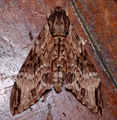 Psilogramma discistriga