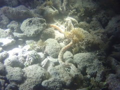 Myrichthys breviceps