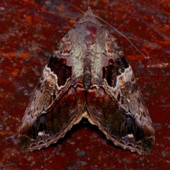 Odontodes pallidifimbria