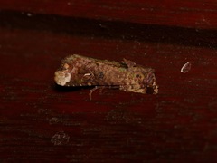 Lignispalta incertissima