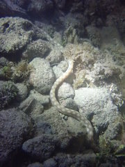 Myrichthys breviceps