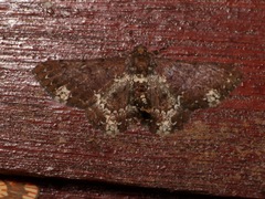 Abaciscus tristis