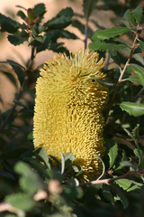 Banksia media