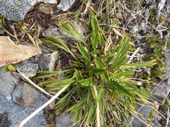 Aciphylla monroi