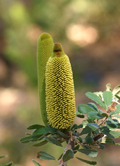 Banksia media