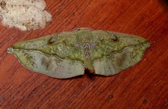 Omiza lycoraria