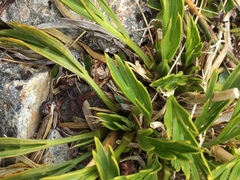 Aciphylla monroi
