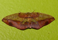 Omiza herois
