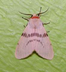 Lemyra bornemontana