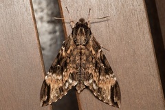 Psilogramma discistriga