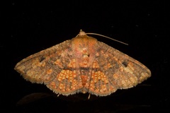 Monodecus
