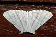 Pseudomicronia bundutuhan