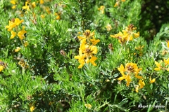 Adenocarpus hispanicus