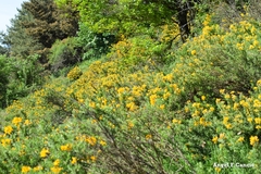 Adenocarpus hispanicus