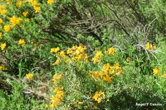 Adenocarpus hispanicus