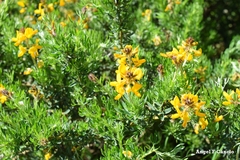 Adenocarpus hispanicus