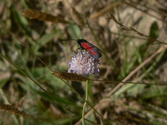 Zygaena erythrus