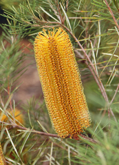 Banksia spinulosa