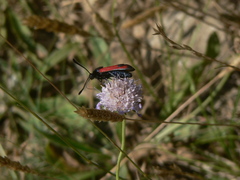 Zygaena erythrus