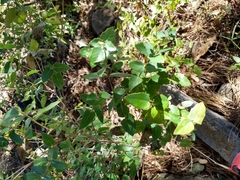 Guardiola platyphylla