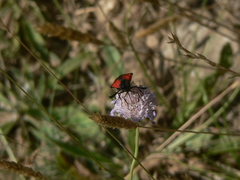 Zygaena erythrus