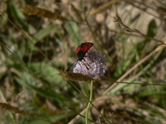 Zygaena erythrus