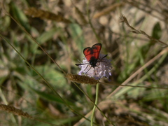 Zygaena erythrus