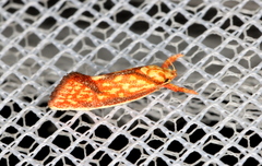 Crepidosceles chryserythra