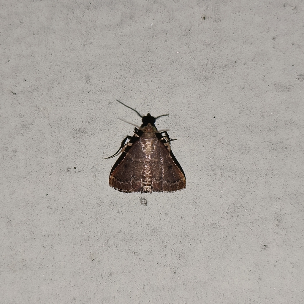 Butterflies and Moths from Thalayattumpilli, Kalady, Kerala 683574 ...