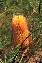 Banksia spinulosa