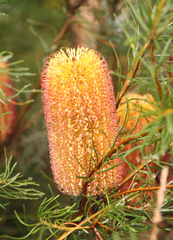 Banksia spinulosa