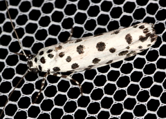 Ethmia clytodoxa