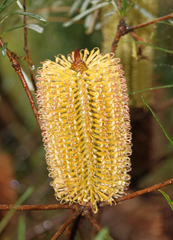 Banksia spinulosa