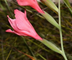 Gladiolus oreocharis