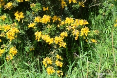 Adenocarpus hispanicus