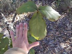 Quercus jonesii