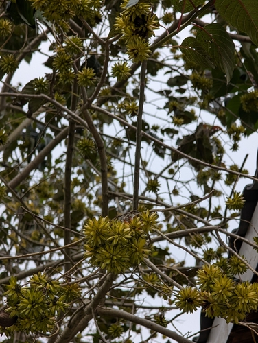Camptotheca acuminata, photograph 4