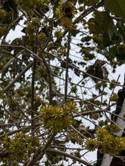 (c) Felicia Seichter, some rights reserved (CC BY) Camptotheca acuminata, photograph (c) Felicia Seichter, some rights reserved (CC BY)